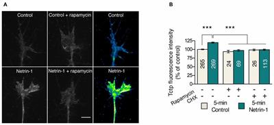 Growth Cone Tctp Is Dynamically Regulated by Guidance Cues